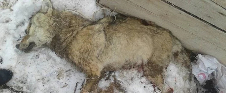 Ыстықкөлде күйеуін қорғамақ болған әйел аш қасқырды пышақтап тастады (фото)