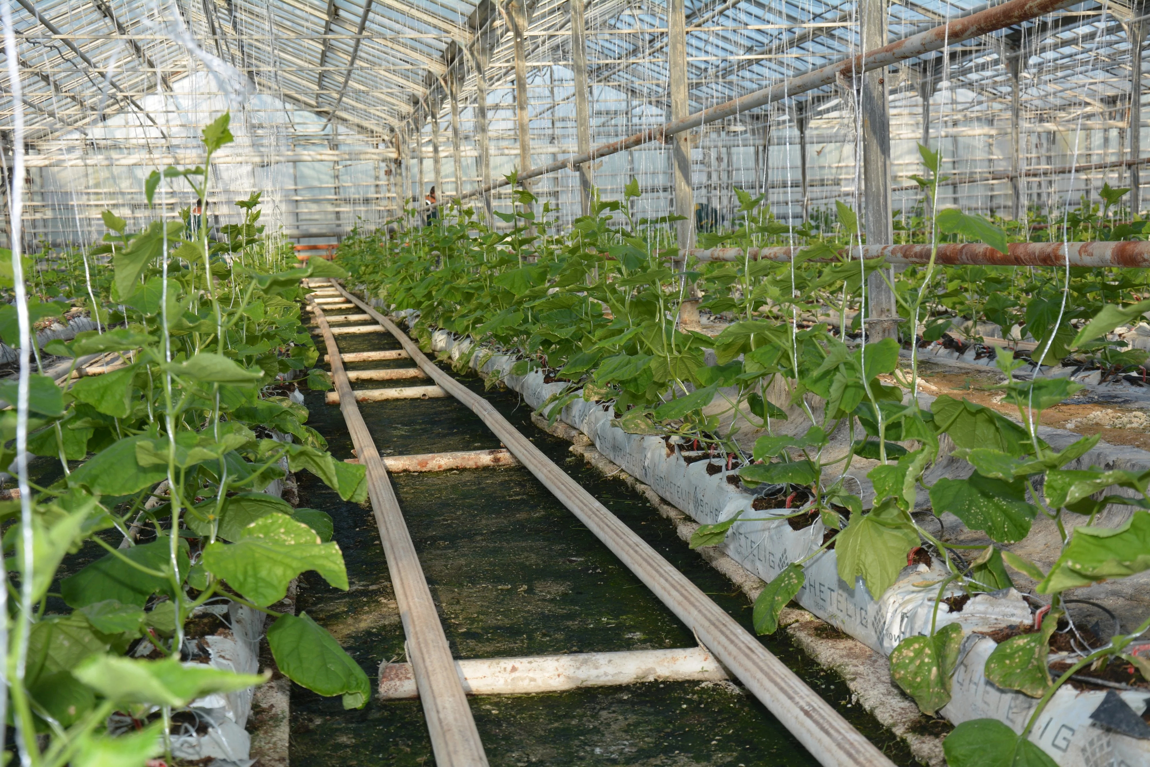 Маңғыстау облысында мал шаруашылығы күн сайын дамып келеді